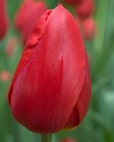 Colourful Tulip Collection