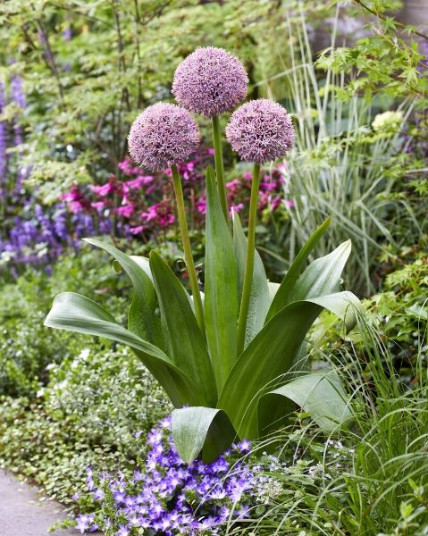 Allium Lucky Balloons