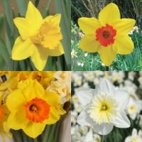 Penkivel Cornish Daffodil Bulb Collection