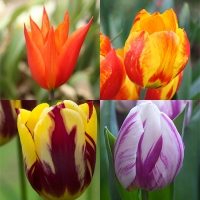 Fire Tulip Collection