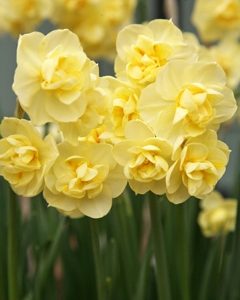 Yellow Cheerfulness Daffodil Bulbs