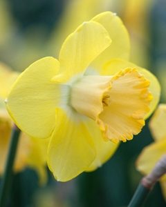 Avalon Daffodil Bulbs