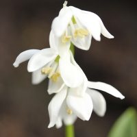 Scilla Siberica Alba 2