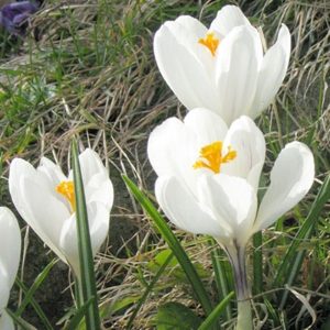 Jeanne d'Arc Crocus