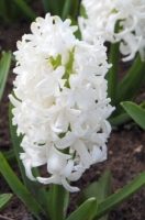 white pearl hyacinth