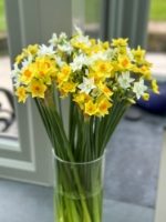 50 Scented Cornish Narcissi By Post