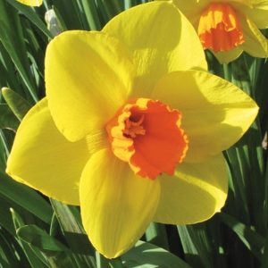 Sealing Wax Daffodil / Narcissi