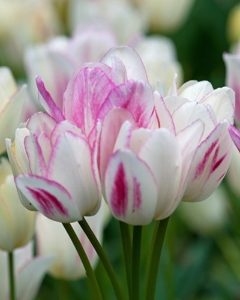 Candy Club Tulip Bulbs