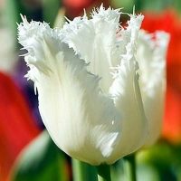 Honeymoon Tulip Bulbs