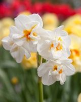 Sir Winston Churchill Daffodil Bulbs