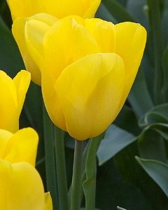 Strong Gold Tulip Bulbs